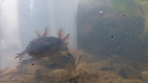 Eine Feuersalamanderlarve mit Außenkiemen