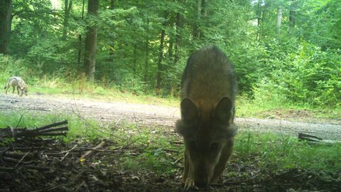 Ein Wolfswelpe läuft mit gesenktem Kopf auf den Betrachter zu. Links im Hintergrund ist der andere Wolfswelpe zu sehen. Im Hintergrund ist zudem der grüne Wald zu sehen. 