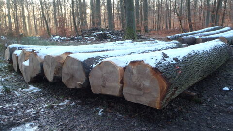 Eichenstämme bedeckt von einer dünnen Schneeschicht.