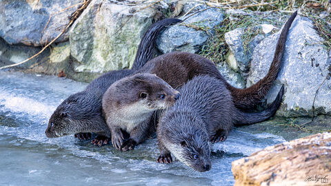 Fischotter