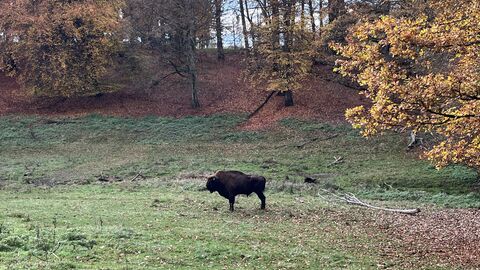 Wisent