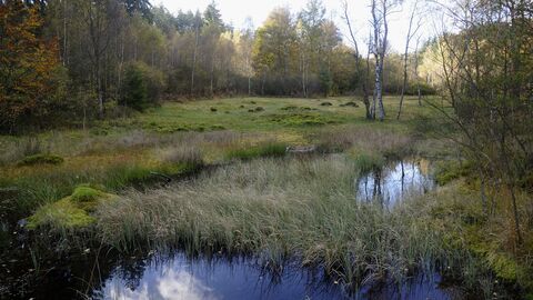 Naturschutzgebiet Rotes Wasser Forstamt Beerfelden