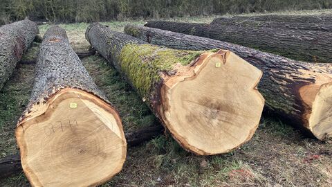 Vor dem Betrachter liegen mehrere starke Eichenstämme sauber für den Verkauf bereitgestellt. 