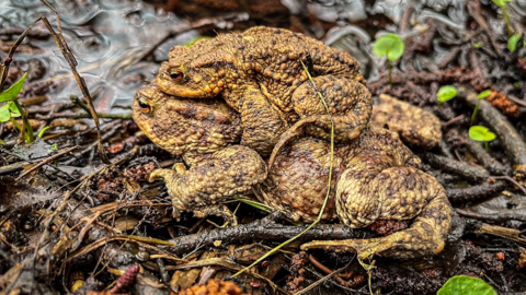 Zwei Erdkröten. Die kleinere sitzt auf der größeren. 