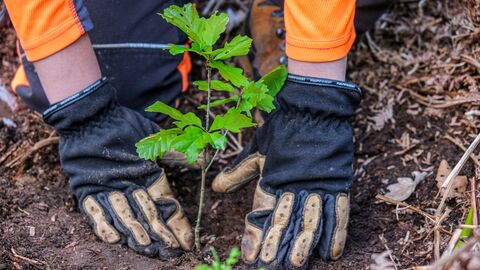 Zwei Hände mit Handschuhen neben eine jungen Eichenpflanze im Boden.