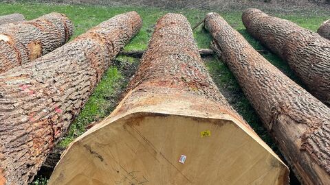 Zus ehen sind mehrere suber aufgereihte Eichenstämme. Der Fokus liegt auf de Stirnfläche eines Eichenholzstammes. 