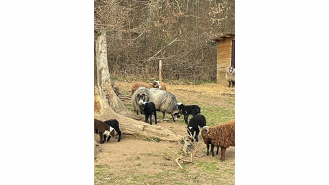 Wildschafe mit Lämmern