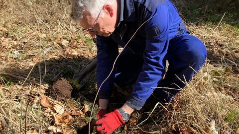 Ein älterer Mann kniet am Boden und pflanzt einen Baum. Er trägt Arbeitskleidung und Arbeitshandschuhe. 