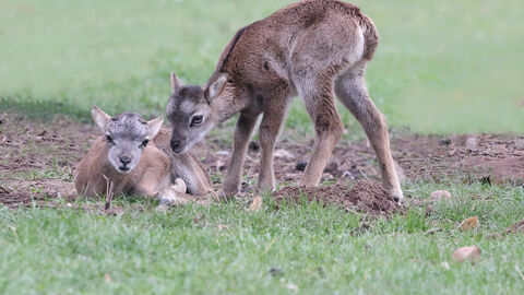 Zwei Muffellämmer auf einer Wiese.