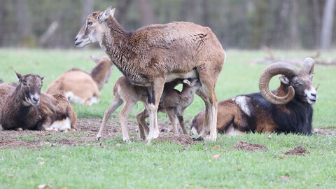 Eine Muffelherde mit Lämmern auf einer Wiese.