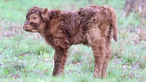 Das neugebohrene Highlandrind im Tierpark "Alte Fasanerie" Hanau