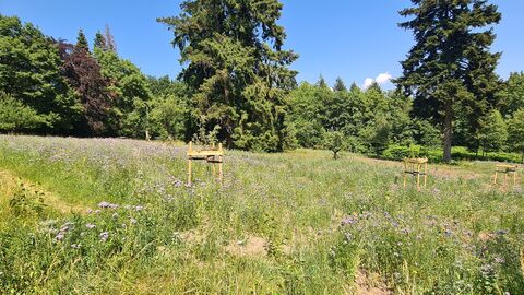 Eine Blumenwiese, dahinter Bäume und blauer Himmel. 