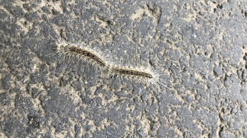 Raupen des Eichenprozessionsspinners. Die Brennhaare sind mikroskopisch klein und brechen selbst bei leichtem Wind. Nicht zu verwechseln mit den sichtbaren Haaren.