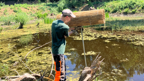Im Arboretum wird eine Brutröhre für Enten installiert.