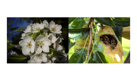 Doppelt gut: Blüten und Frucht vom Birnbaum. Er ist ökologisch sehr wertvoll an einer Waldwiese. Denn er blüht früh und ist damit einer der ersten Nahrungsquellen einer artenreichen Wiese. Dieser Lebensraum fördert Insekten wie Wildbienen, Schmetterlinge und Schwebfliegen. 