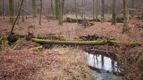 Ein Bach im Herbstwald. 