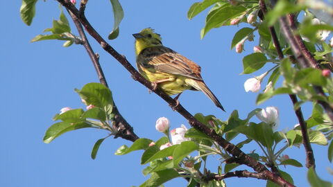 Goldammer auf einem Apfelbaum