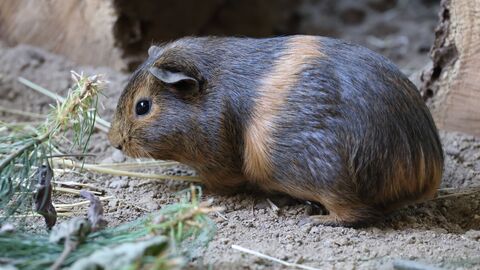 Meerschweinchen