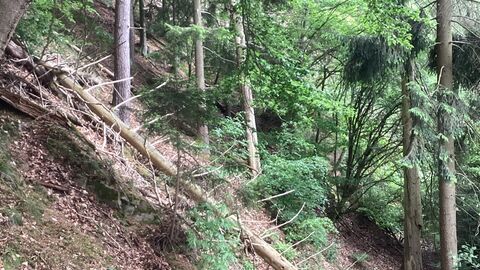 Diesen zugewachsenen Steinbruch für Uhu und Wanderfalke aus dem Dornröschenschlaf „wachküssen“ und renaturieren 