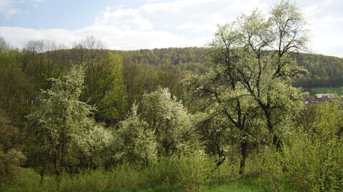 Streuobstwiese