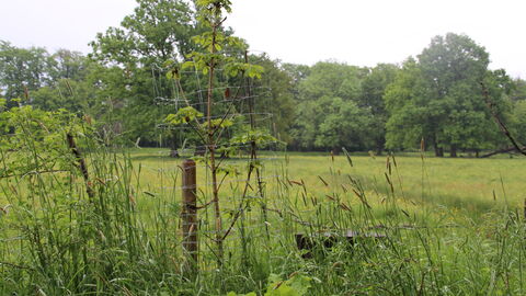 Junge Kastanie im Regen wird von einem Holzgerüst aus drei Hölzern und einem Verbissschutz aus Draht gestützt und geschützt.