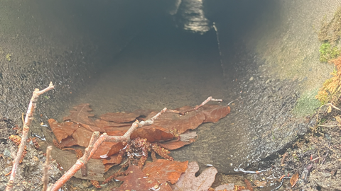 Kanalrohr im Wald verhindert Wanderungsbewegung für Wasser-abhängige Tier und soll zurückgebaut werden. Innen- und Außenansicht Kanalrohr