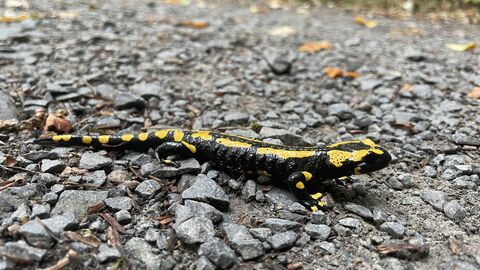 Ein Feuersalamander auf einer Schotterstraße. Im Hintergrund der grüne Wegesrand.