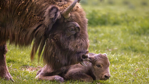 Wisentkuh mit Kalb