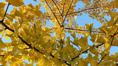 Gelbe Gingkoblätter von unten vor einem blauen Himmel. 