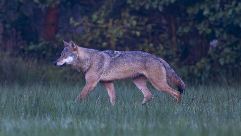 Ein Wolf auf einer Wiese der vn rechts nach links läuft und den Blick und die Ohren an den linken Rand gerichtet hat. Im Hintergrund ein Waldrand. 