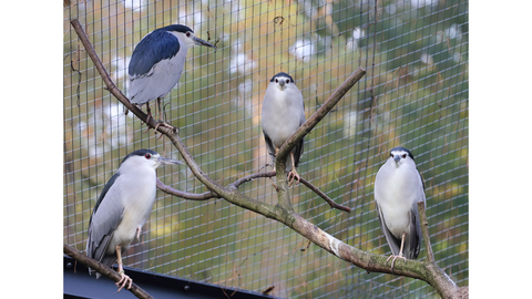 Vier graue Vögel sitzen auf Ästen