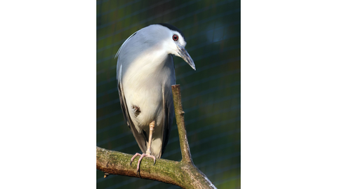 Ein grauer Vogel sitz auf einem Ast