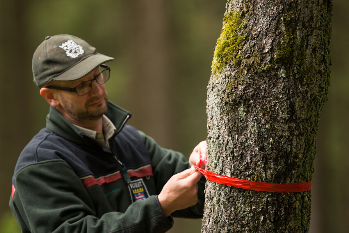 Waldpflege und Waldbewirtschaftung | Hessen Forst