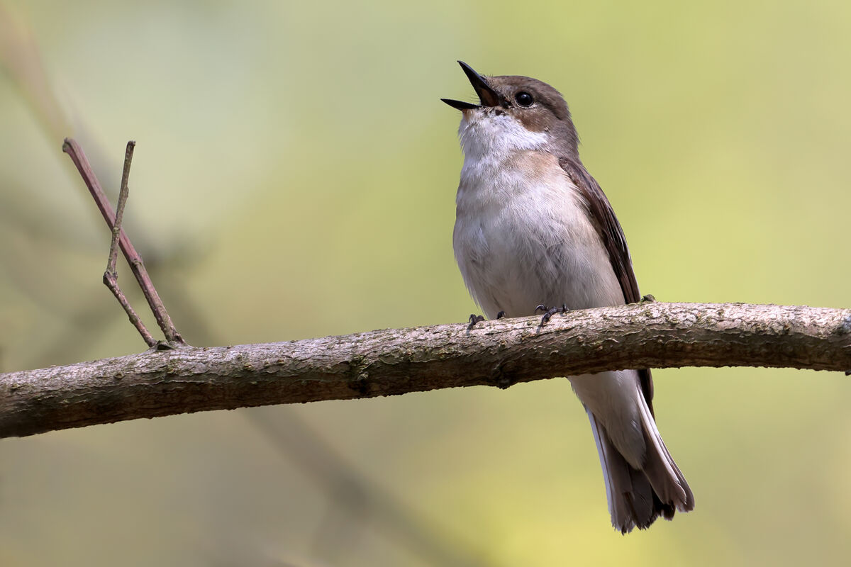Vogelstimmen im Arboretum HessenForst