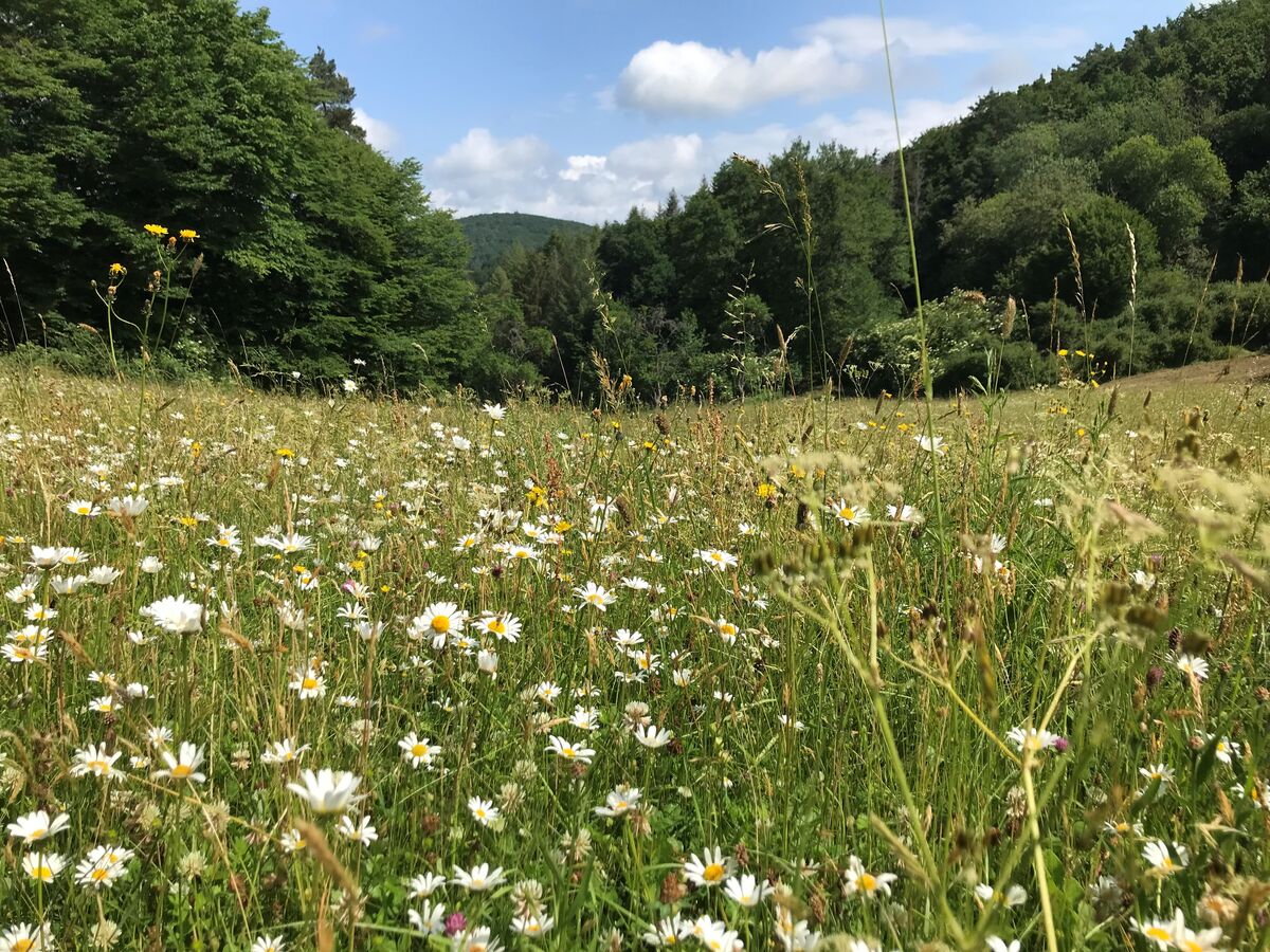 Wiesen und Wälder profitieren voneinander HessenForst
