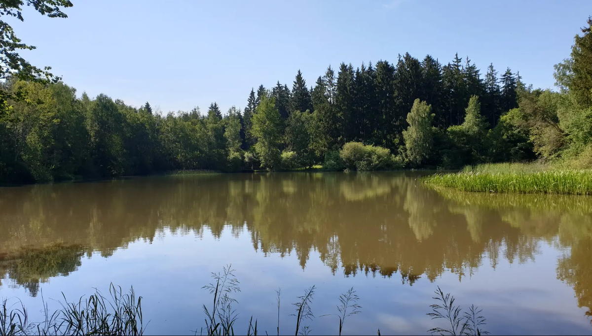 Sanierungsarbeiten im Bereich des Mehlbacher Teichs HessenForst